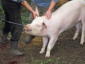 Świnia prowadzona na ubój