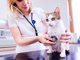 Weterynarz badający kota