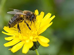 Pszczoła na żółtym kwiecie