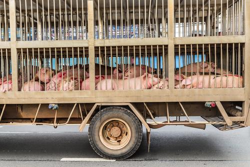 Transport świń