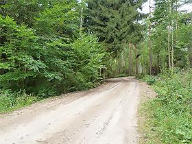 Droga prowadząca przez las