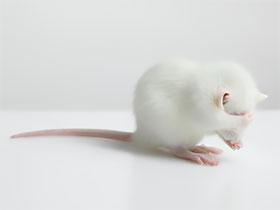 Szczur laboratoryjny zakrywa łapką oczy