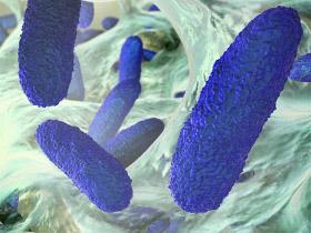 Pałeczki zapalenia płuc