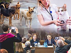 Zdjęcia ze szkolenia dla radnych i wolontariuszy, powyżej grupa bezdomnych psów oraz weterynarz badająca kota