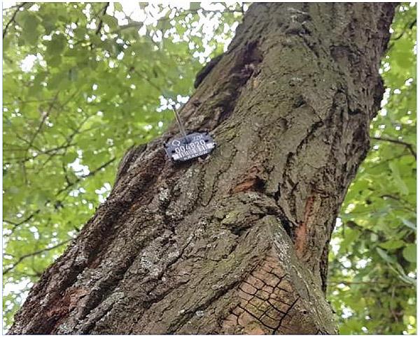 Oznakowanie drzewa arbotagiem