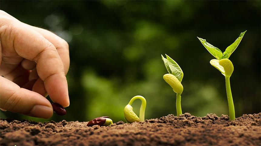 Ilustracja: dłoń sadząca ziarenko fasoli, obok kiełkująca roślina w różnych stadiach rozwoju