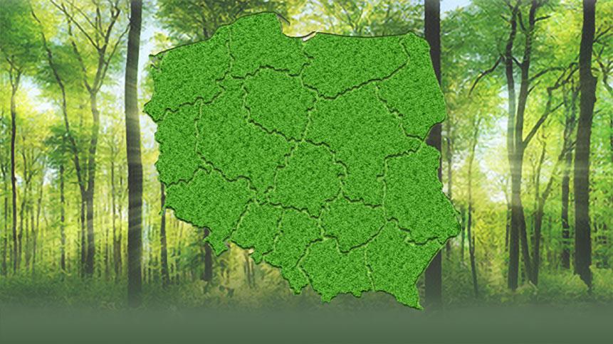 Mapa Polski w zielonym kolorze z granicami województw w tle zdjęcie lasu