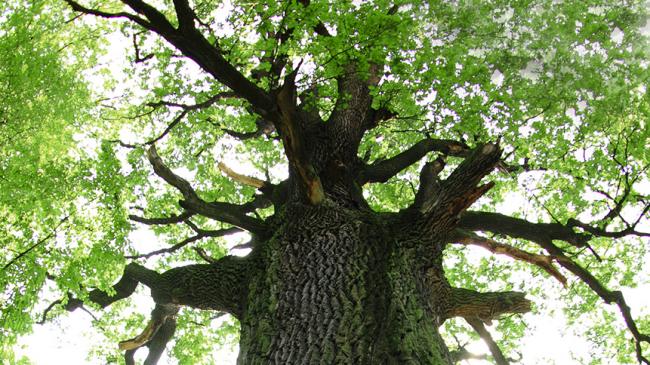 Korona dużego, starego drzewa