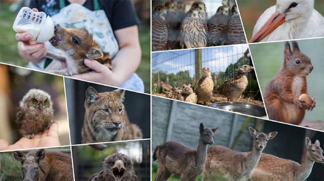 Kolaż zdjęć dzikich zwierzęta: sarna, ryś, bocian, wiewiórka, jastrząb, łoś, sowa