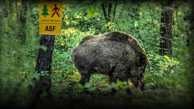Dzik w lesie, obok na drzewie tablica ostrzegająca przed ASF