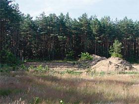 NIK krytycznie o nadzorze starostów nad gospodarką leśną