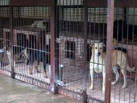 Klatki dla psów w schronisku dla zwierząt