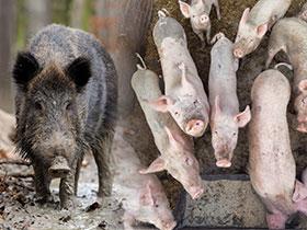 NIK o zapobieganiu afrykańskiemu pomorowi świń w Polsce