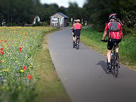 Ilustracja: Rowerzyści jadący trasą rowerowa prowadzącą wzdłuż pola kwitnących kwiatów