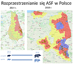 Rozprzestrzenianie się ASF w Polsce