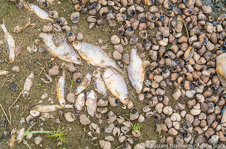 Martwe ryby i ślimaki wyrzucone na brzeg Odry