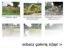 NIK o utrzymaniu zieleni - zobacz galerię zdjęć